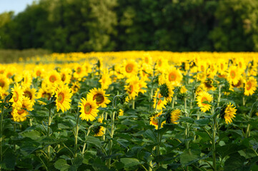 Sunflower Field Recedes Into Distance