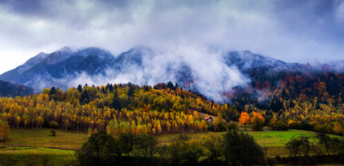 Dense morning fog in alpine landscape with fir trees and mountains. 