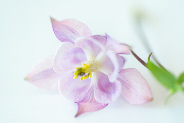 Fototapeta na wymiar flower petals and aquilegia vulgaris isolated on white background
