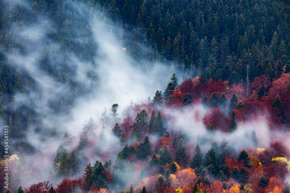 Wall mural autumn image with silhouette of forest with dense fog at dusk. image taken with long exposure techni