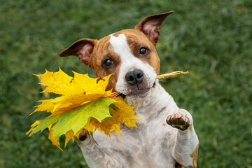 Adorable american staffordshire terrier dog holding yellow leaves in its mouth in autumn