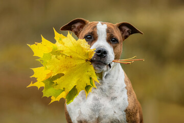 American staffordshire terrier dog holding yellow leaves in its mouth in autumn