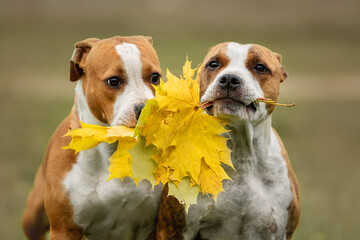 Two funny american staffordshire terrier dogs playing with leaves in autumn