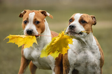 Two funny american staffordshire terrier dogs playing with leaves in autumn