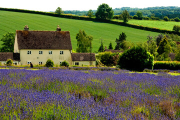 Plakat Lavender Field Summer Flowers Cotswolds Gloucestershire England