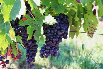 Les raisins sont presque mûrs, bientôt les vendanges avant un excellent vin de Bordeaux