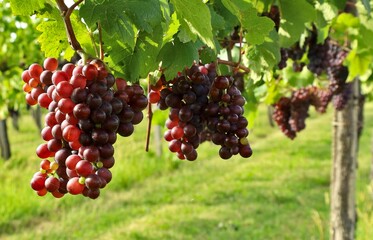 Pinot gris grapes growing on the vineyards in summertime.