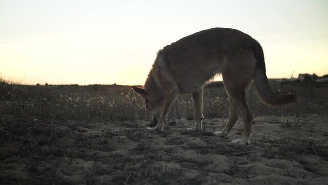 Perro paseando por las dunas cercanas a la playa