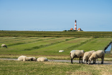 Fototapeta premium Schafe auf den Salzwiesen am Deich beim Westerhever Leuchtturm4