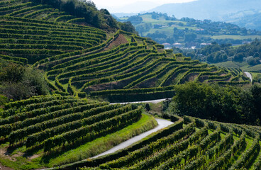 Fototapeta na wymiar Vineyards for the production of Txakoli in the Talaia mountain, town of Zarautz, Basque Country.