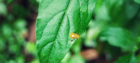 Monolepta is a genus of skeletonizing leaf beetles in the family Chrysomelidae. It is the most diverse and widely distributed genus in the Galerucinae sensu stricto, with more than 700 described speci