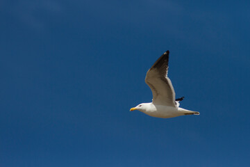 Gaivota