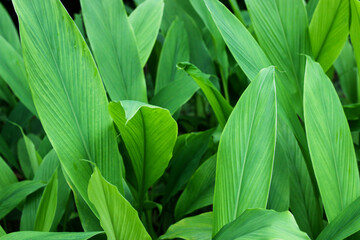 Turmeric, Haldi (Curcuma Longa) plant leaves isolated. Asian herb, India. Herbal Plant, Turmeric, Haldi farming.