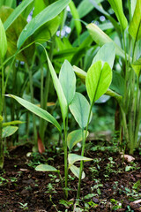 Turmeric, Haldi (Curcuma Longa) plant leaves isolated. Asian herb, India. Herbal Plant, Turmeric, Haldi farming.