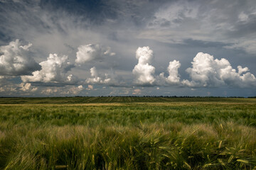barley ears on a green field in the Krasnodar territory and beautiful clouds