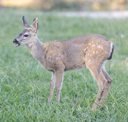 Fawn Black-tailed Deer Grazing. Foothills Park, Santa Clara County, California, USA.