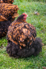 Zwerg-Orpington Huhn auf einer grünen Wiese