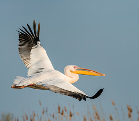 pelican in flight
