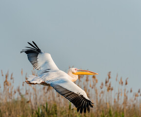 pelican flying above reed