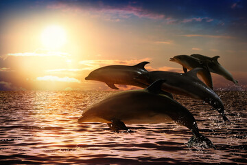 Beautiful bottlenose dolphins jumping out of sea at sunset
