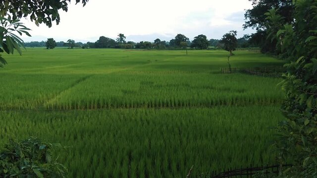 Green rice field in Assam, India