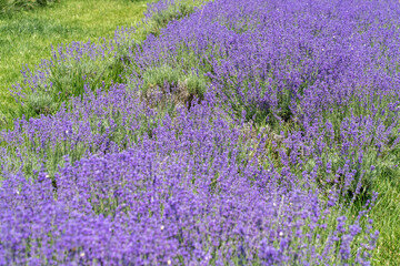 Obraz premium Summer purple lavender field background. Bunch of scented flowers in lavanda fields. Purple scented flowering plant, field of flowers