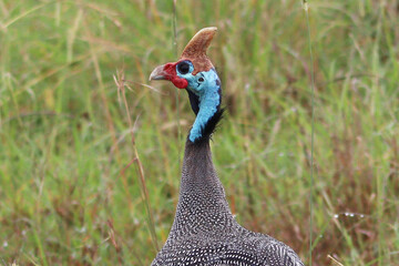 pheasant male bird