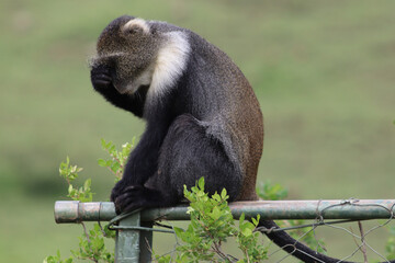 Facepalming monkey