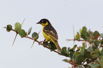 bird on a branch