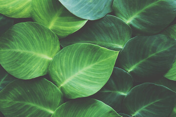 Obraz premium Large Heart Shaped Leaves of Rhaphidophora hayi, Shingle Plant Natural Pattern Background