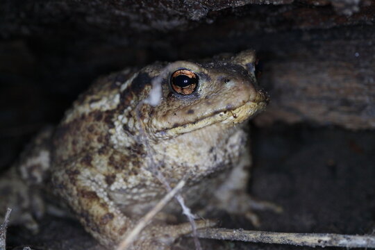 Photo of night, land, forest toad in a natural habitat, Photo taken at night with constant light, In focus near the eye and the head of a toad, The pupil reflects integrated light.