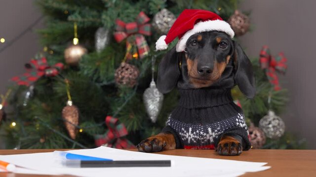 Cute dachshund puppy in festive hat and warm sweater writes letter with wishes to Santa or paints greeting card for parents on Christmas Eve.