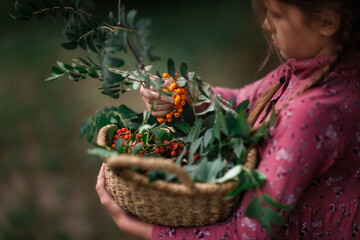 girl child with rowan harvest in wicker basket in hands near rowan tree, close-up, beautiful autumn...