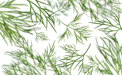 Sprigs of fresh dill on white background, collage