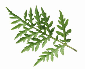 Fresh common Ragweed (Ambrosia artemisiifolia) isolated on white background