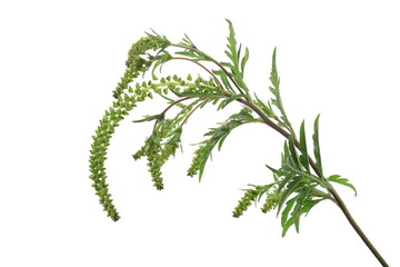 Fresh common Ragweed (Ambrosia artemisiifolia) isolated on white background