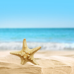 Fototapeta na wymiar Beautiful sea star on sandy beach near ocean
