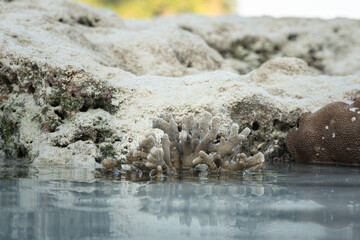 Staghorn coral on the natural white sand beach during sea water level down in morning time. Close-up and selective focus photo.
