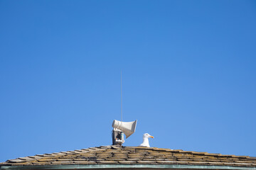 Seagull sitting on roof with loud speaker by its head