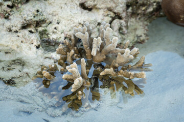 Staghorn coral on the natural white sand beach during sea water level down in morning time. Close-up and selective focus photo.