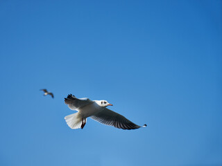 Obraz premium Image of seabirds. Image of seagulls.