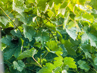 farmer spraying fungicide to organic grape vines plants during summer before next harvest in the...