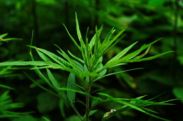 Artemisia vulgaris (mugwort, common wormwood) ; An appearance green foliage, pinnately compound leaves