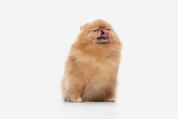 pomeranian dog sitting on isolated background.