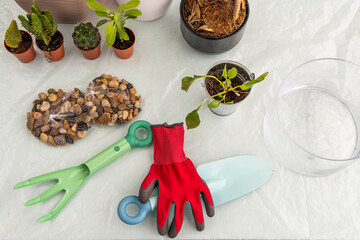 Decorative stone bags, gardener tools and juno glove with plants and cacti for transplanting