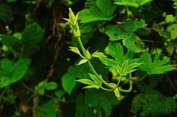 Green hops field. Fully grown hop bines. Hops field in Bavaria Germany. Hops are main ingredients in Beer production