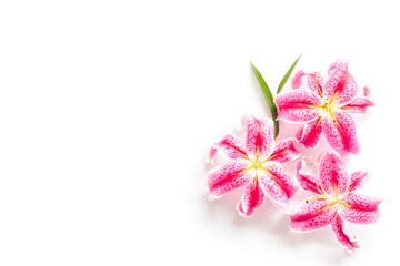 Pink purple lily flowers isolated on white background