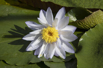 Fleur de nénuphar blanc 'Alba' posée sur une feuille