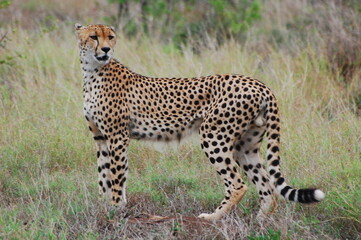 Cheetah in the Kruger