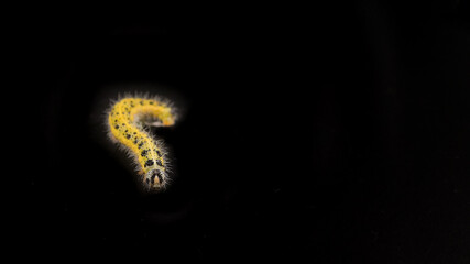 Yellow and black caterpillar, called 